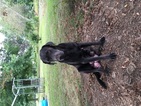 Small Photo #1 Labrador Retriever-Unknown Mix Puppy For Sale in HANNIBAL, MO, USA