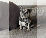 Small Photo #1 French Bulldog Puppy For Sale in MORENO VALLEY, CA, USA