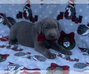 Labrador Retriever Puppy for sale in LANCASTER, PA, USA