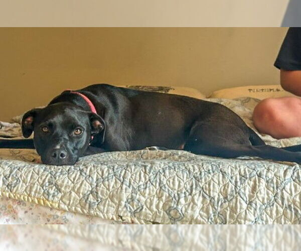 Medium Photo #4 Labrador Retriever-Unknown Mix Puppy For Sale in Germanton, TN, USA