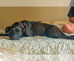 Small #3 Labrador Retriever Mix