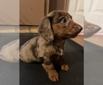 Small Photo #11 Dachshund Puppy For Sale in ROCK HILL, SC, USA