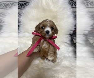 Cavapoo Puppy for sale in JEFFERSONVILLE, IN, USA
