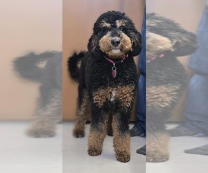 Mother of the Golden Mountain Doodle puppies born on 05/02/2026