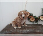 Puppy Darson Maltipoo (Miniature)