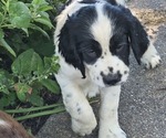 Small #4 English Springer Spaniel