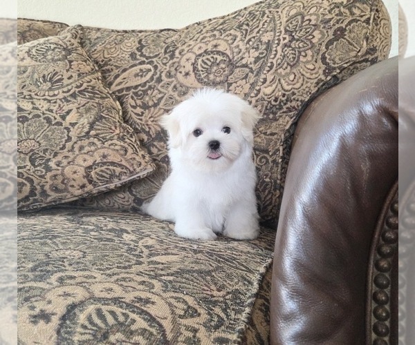 Medium Photo #3 Maltese Puppy For Sale in SANTA CLARITA, CA, USA