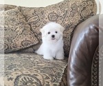 Small #2 Maltese