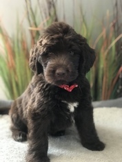 Newfypoo Puppy for sale in KEWANEE, IL, USA