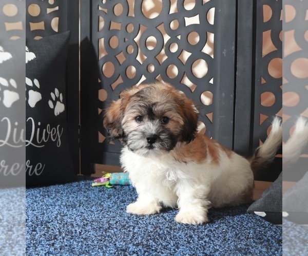 Medium Photo #2 Zuchon Puppy For Sale in MOUNT VERNON, OH, USA