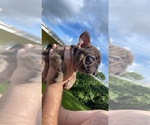 Puppy 3 French Bulldog