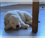 Small #14 Labradoodle