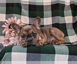 Small Photo #5 French Bulldog Puppy For Sale in QUARRYVILLE, PA, USA