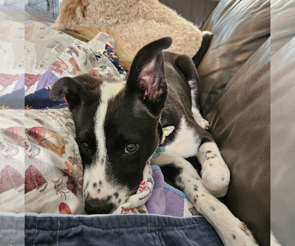 Medium Photo #10 Huskies -Unknown Mix Puppy For Sale in Fargo, ND, USA