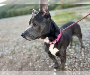 American Staffordshire Terrier-Dachshund Mix Dogs for adoption in Benton, PA, USA