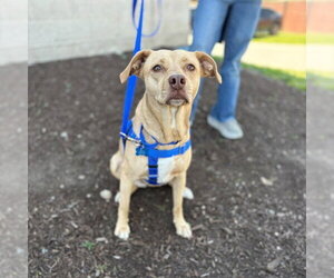 Mutt Dogs for adoption in Boston, MA, USA