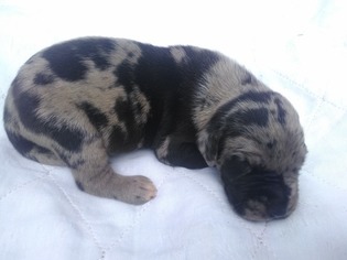 Great Dane Puppy for sale in ENGLEWOOD, TN, USA