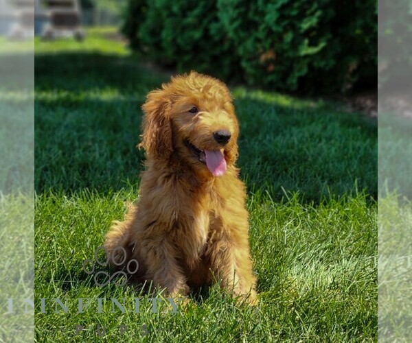 Medium Photo #2 Goldendoodle Puppy For Sale in LITITZ, PA, USA