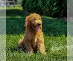 Small #1 Goldendoodle