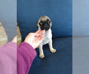 Pug Puppy for sale in INDIANAPOLIS, IN, USA