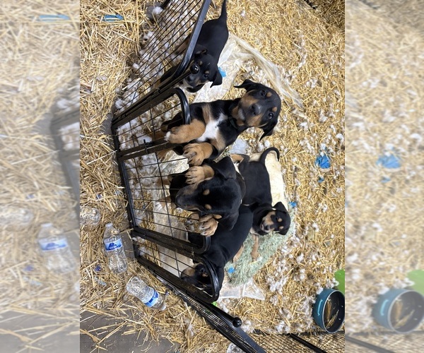 Medium Photo #1 Australian Shepherd-Doberman Pinscher Mix Puppy For Sale in MONTICELLO, IN, USA