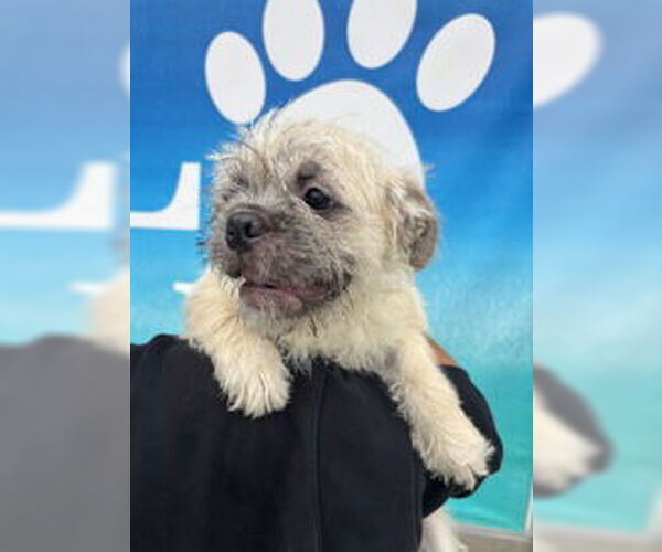 Medium Photo #1 Mutt Puppy For Sale in Salinas, CA, USA