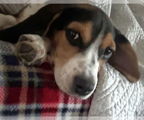 Medium Photo #6 Beagle Puppy For Sale in Dunnellon, FL, USA
