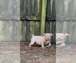 Small American Bully