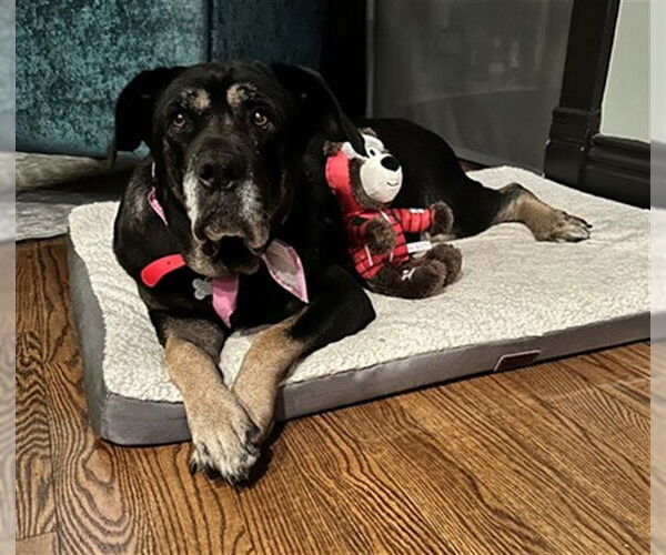 Medium Photo #2 Rottweiler-Unknown Mix Puppy For Sale in Louisville, KY, USA