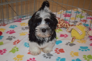 Havanese Puppy for sale in ORO VALLEY, AZ, USA