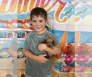 Dachshund Puppy for sale in SHALLOTTE, NC, USA