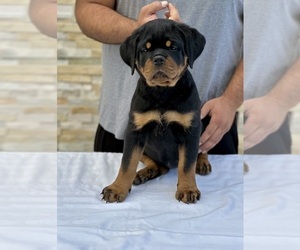 Rottweiler Puppy for sale in LA TUNA CANYON, CA, USA