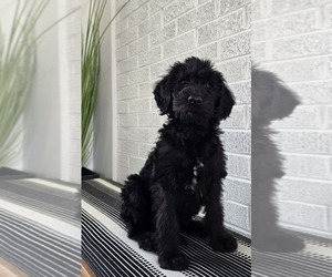 Labradoodle Puppy for sale in CANTON, NC, USA