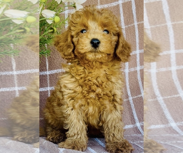 Medium Photo #2 Poodle (Miniature) Puppy For Sale in WILLISTON, FL, USA