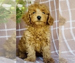 Small #1 Poodle (Miniature)