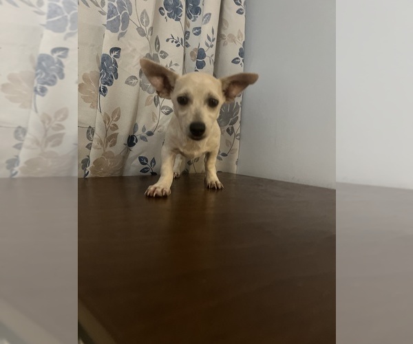 Medium Photo #12 Chihuahua Puppy For Sale in DURHAM, CT, USA