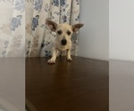 Small #11 Chihuahua