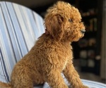 Small #5 Goldendoodle (Miniature)