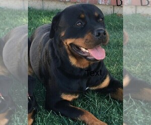 Mother of the Rottweiler puppies born on 02/27/2021