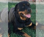 Small Photo #1 Rottweiler Puppy For Sale in VICTORVILLE, CA, USA