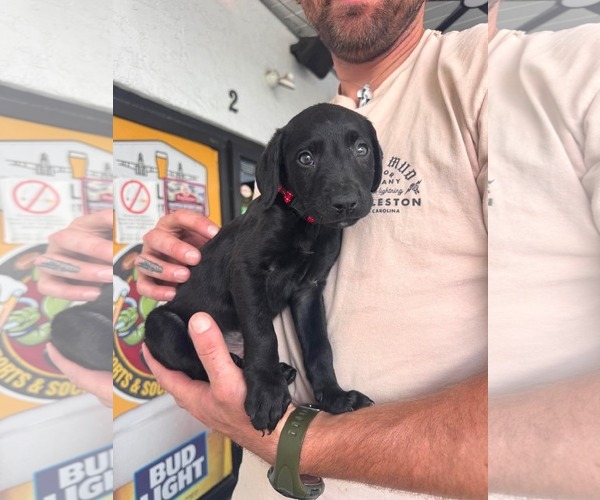 Medium Photo #1 Labrador Retriever-Unknown Mix Puppy For Sale in Mount Pleasant, SC, USA