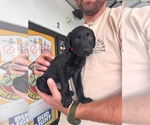 Small Labrador Retriever Mix