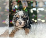 Small Photo #3 Cavapoo Puppy For Sale in ELMHURST, IL, USA