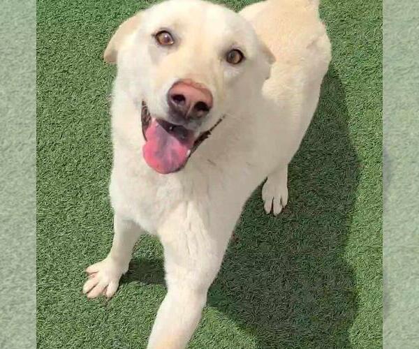 Medium Photo #3 Labrador Retriever-Unknown Mix Puppy For Sale in Rockwall, TX, USA