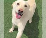 Small #2 Labrador Retriever Mix