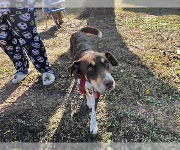 Medium Photo #1 Doberman Pinscher-Unknown Mix Puppy For Sale in Grand Prairie, TX, USA