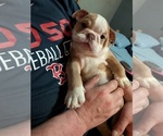 Small #6 English Bulldog