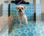 Small #1 Maltese