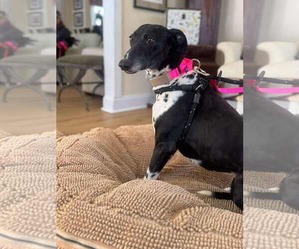 Medium Photo #4 Whippet Puppy For Sale in Cherry Hill, NJ, USA