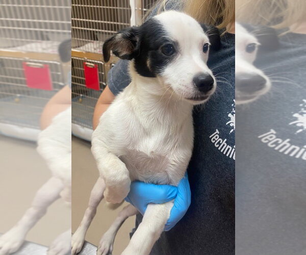 Medium Photo #3 Jack Russell Terrier-Unknown Mix Puppy For Sale in Bryant, AR, USA